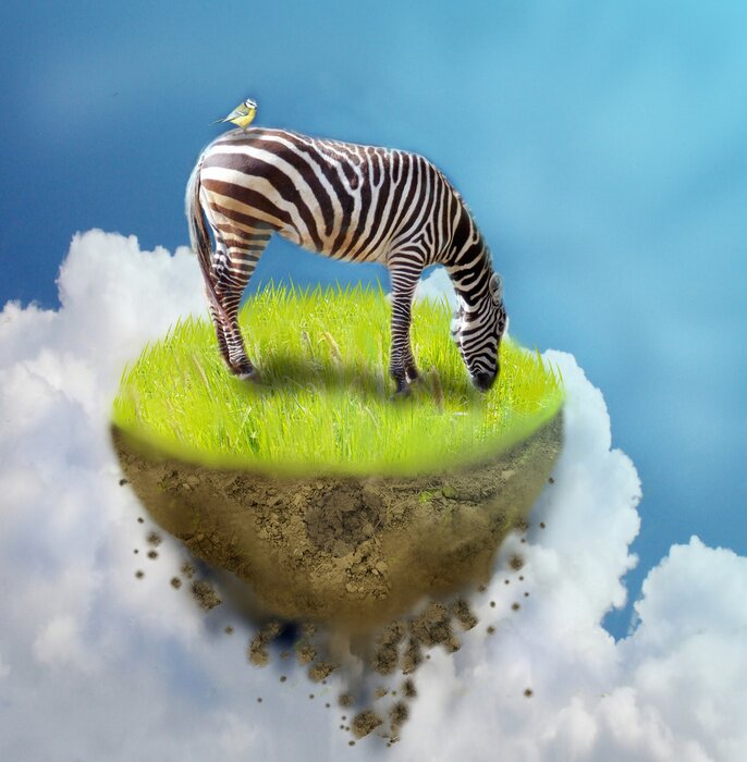 Poster  Zebra sur un morceau de terrain