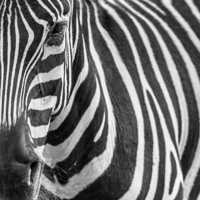Poster  Zebre animal portrait