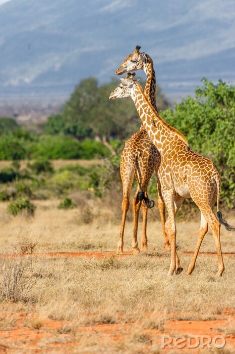 Poster  Zwei Giraffen dans le land de Landschaft de Kenia.