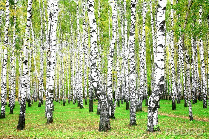Sticker  3D birch grove