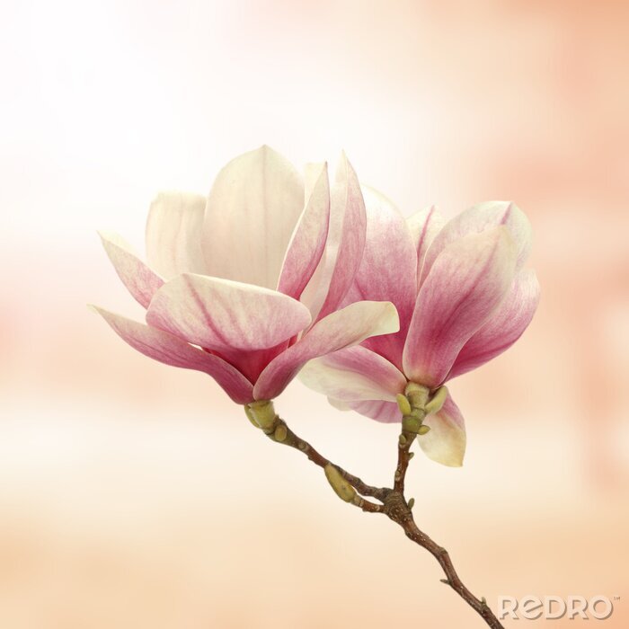 Sticker  3D magnolia sur fond rose