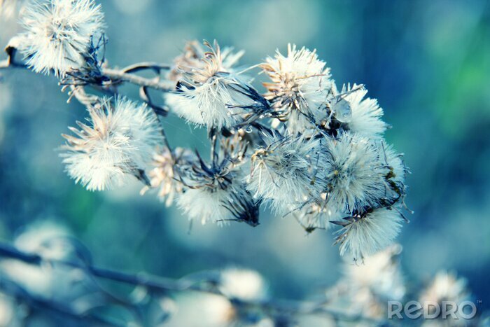 Sticker  3D pissenlits fond bleu clair