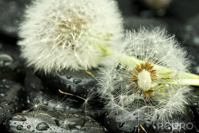 Sticker  3D pissenlits sur les pierres humides