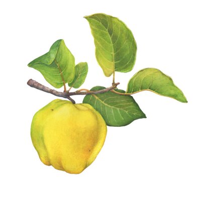 Sticker  A branch of ripe yellow quince (cytonia) fruit with green leaves. Hand drawn watercolor painting illustration isolated on white background.