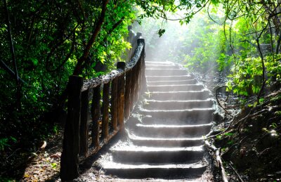 Sticker  A ray of sunlight breaks through the leaves of the trees in the thicket of the forest on the stairs.