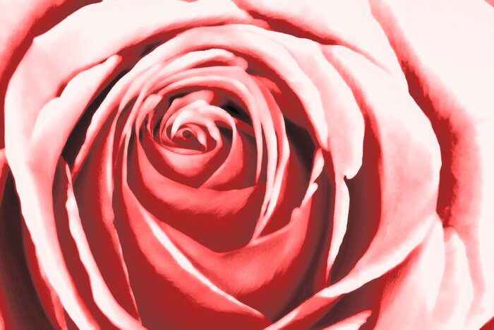 Sticker  Abstract pink rose watercolour painting