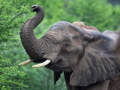 Sticker  Afrikanischer Elefant (Loxodonta africana)