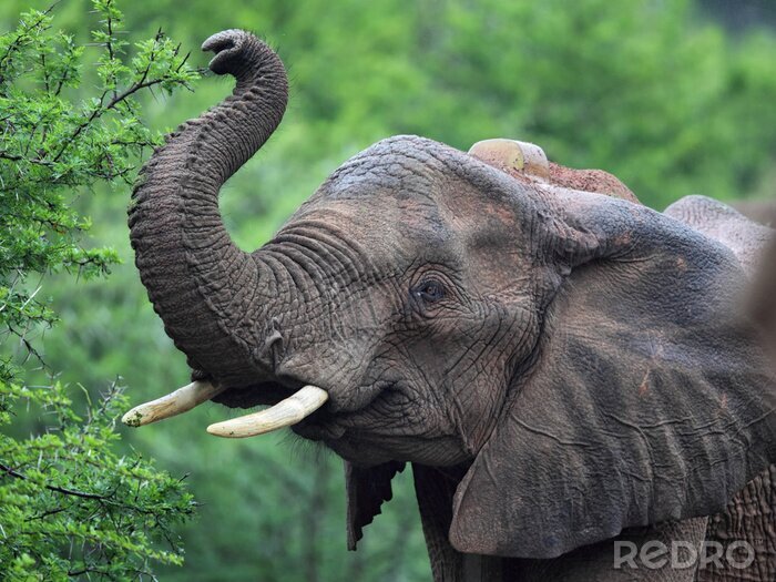 Sticker  Afrikanischer Elefant (Loxodonta africana)