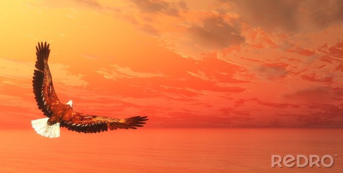 Sticker  Aigle sur fond de ciel orange