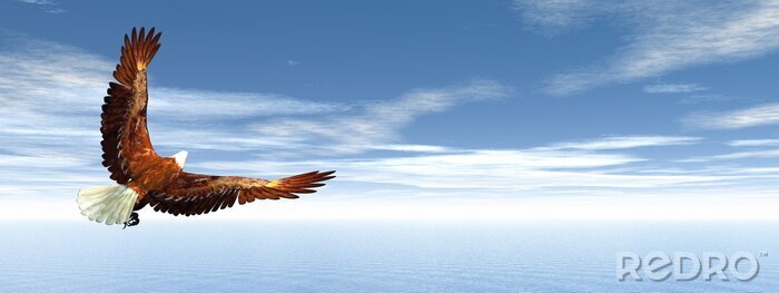 Sticker  Aigle volant dans un ciel bleu