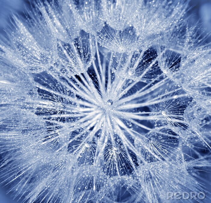 Sticker  Aigrettes de pissenlit