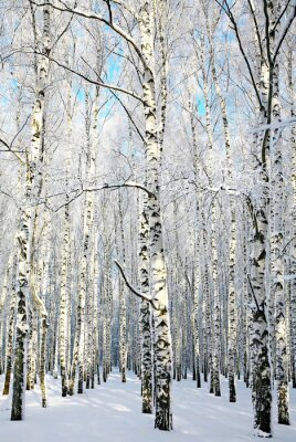 Allée de bouleaux en hiver