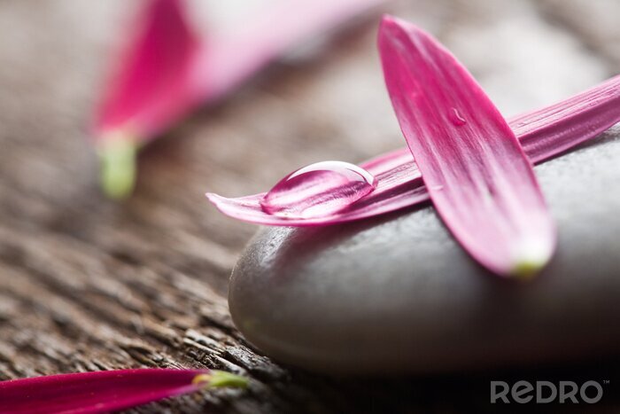 Sticker  Allégories zen