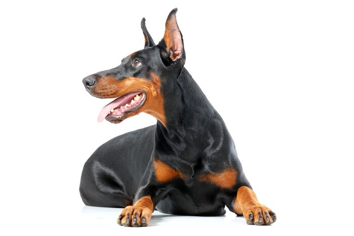 Sticker  Allongé ludique dobermann pinscher sur fond blanc isolé