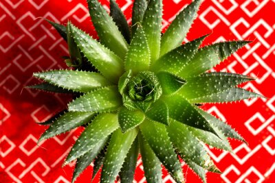 Sticker  Aloe aristata succulent plant