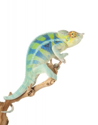 Sticker  Ambanja Panther Chameleon
