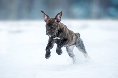 Sticker  Américain, staffordshire, terrier, chiot, courant, hiver