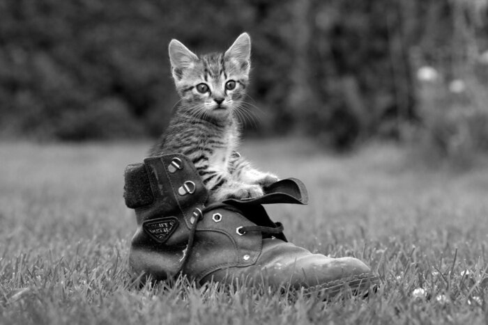 Sticker  Animal assis dans une chaussure