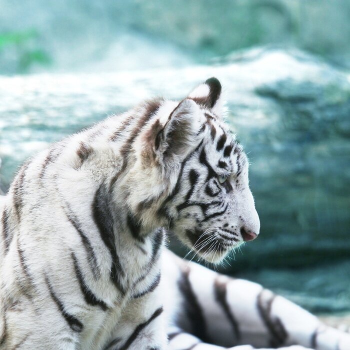 Sticker  Animal blanc au bord de l'eau