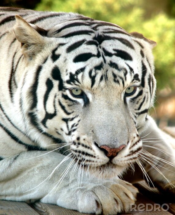 Sticker  Animal blanc sur un arbre