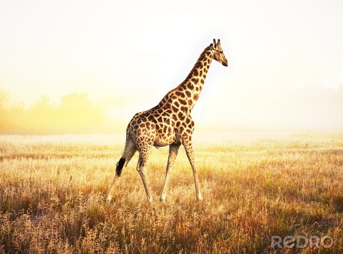 Sticker  Animal dans la savane