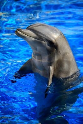 Animal dauphin dans l'eau