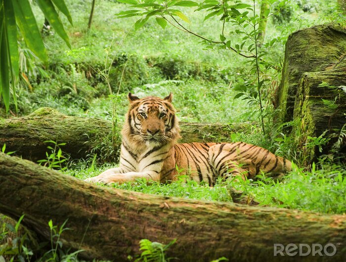 Sticker  Animal en Ouganda safari