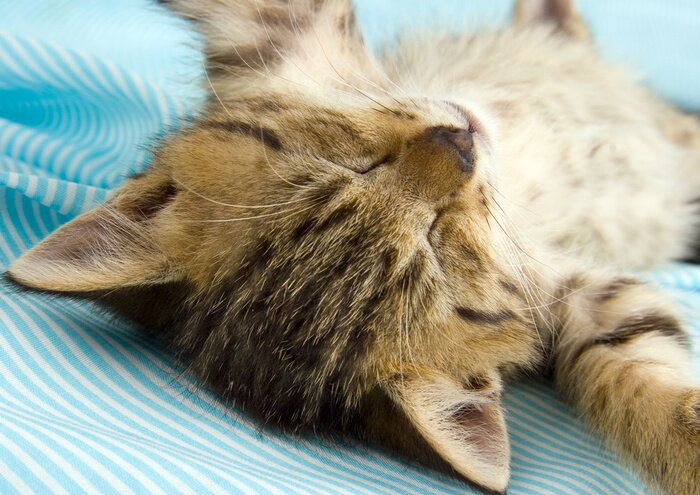 Sticker  Animal endormi sur fond bleu