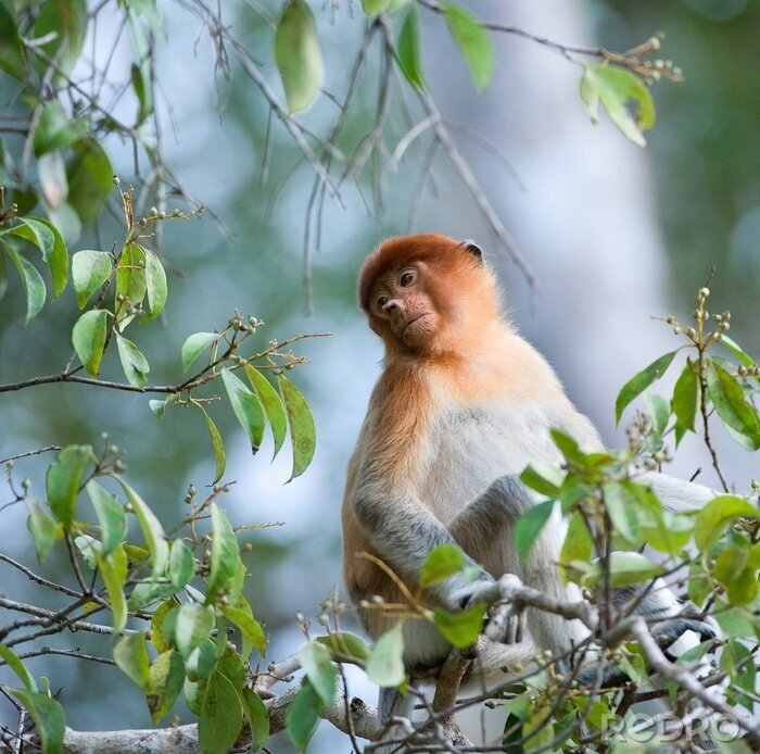 Sticker  Animal exotique dans les feuilles