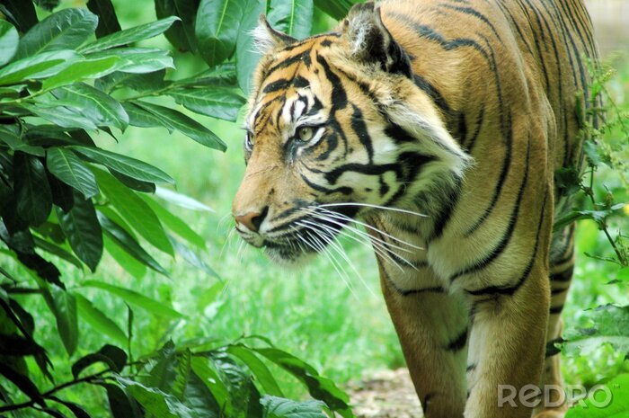 Sticker  Animal fond végétal