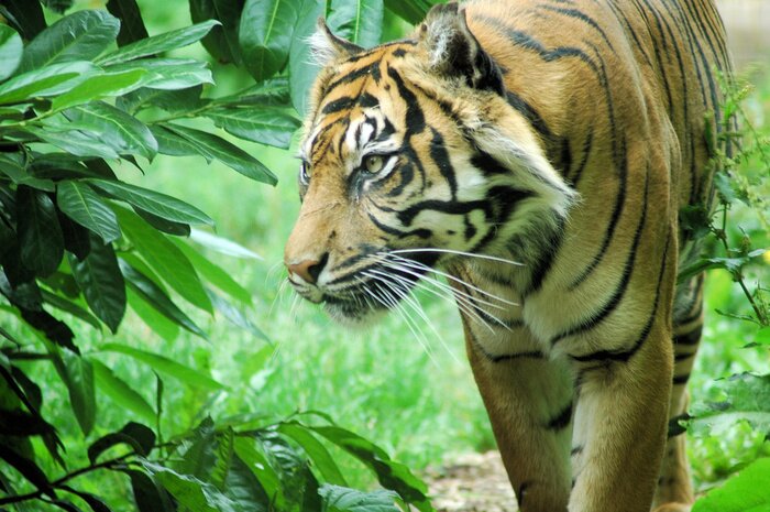 Sticker  Animal fond végétal