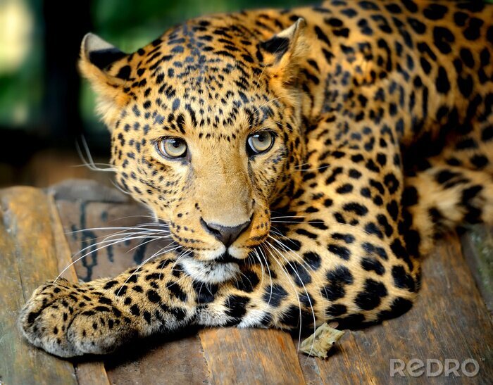 Sticker  Animal léopard accroupi