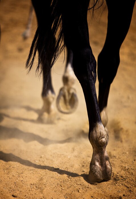 Sticker  Animal marchant dans le désert
