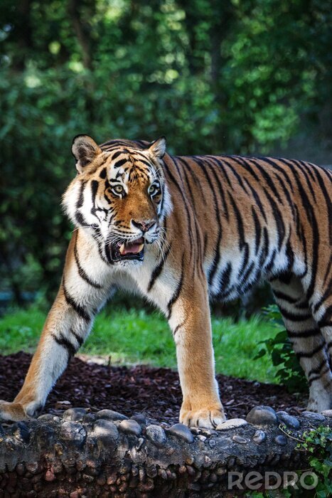 Sticker  Animal sauvage dans la forêt