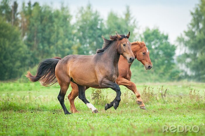 Sticker  Animaux au galop dans la prairie