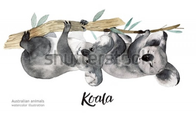 Sticker  Animaux australiens illustration aquarelle principale dessinée faune isolée sur fond blanc.