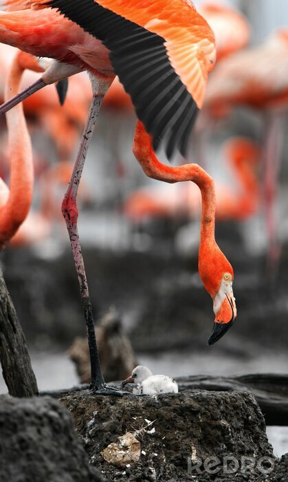 Sticker  Animaux Flamingo et poussin