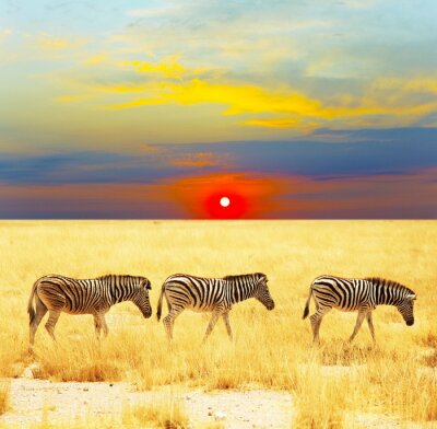 Animaux noirs et blancs et coucher de soleil