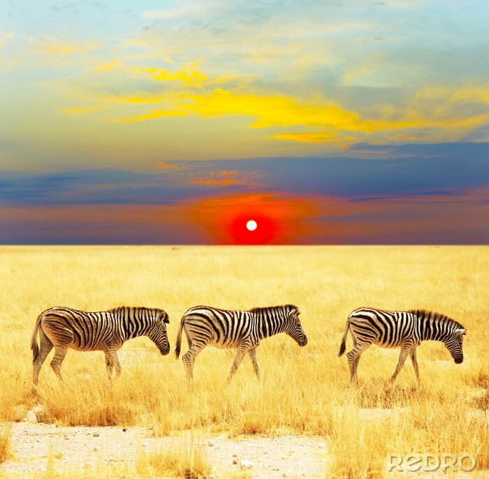 Sticker  Animaux noirs et blancs et coucher de soleil