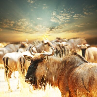 Animaux sauvages au coucher du soleil