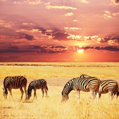 Animaux sur fond de soleil couchant