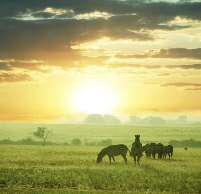 Animaux zèbres au soleil couchant
