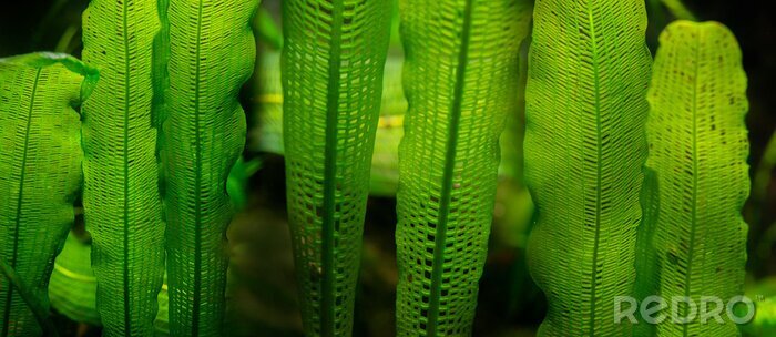 Sticker  Aponogeton madagascariensis aquarium plant close up