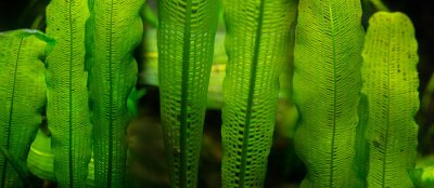 Sticker  Aponogeton madagascariensis aquarium plant close up