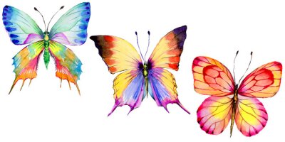 Sticker  Aquarelle de trois papillons arc-en-ciel