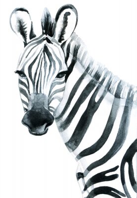 Sticker  Aquarelle zebra isolé sur blanc fond raster Illustration