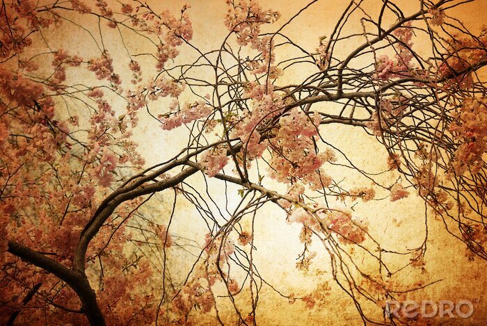 Sticker  Arbre en fleurs dans la photographie rétro