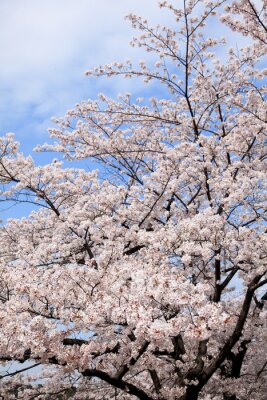 Arbre en fleurs sur fond de ciel