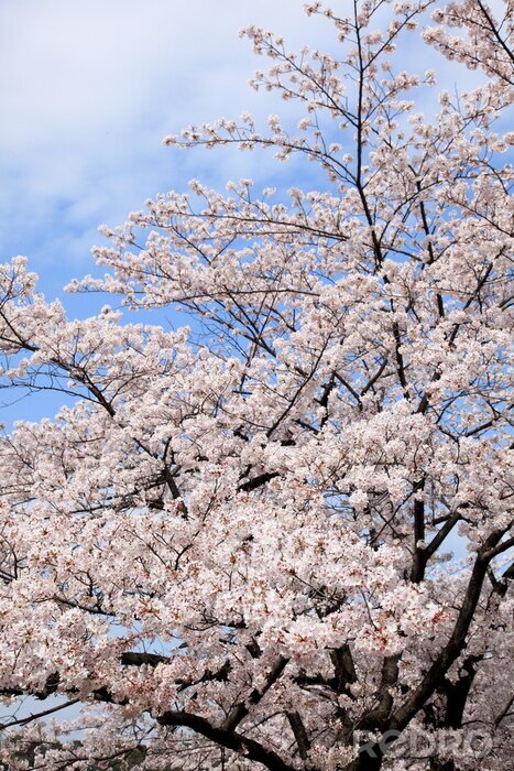 Sticker  Arbre en fleurs sur fond de ciel