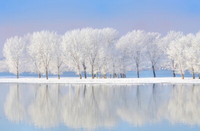 Arbres d'hiver se reflétant dans le lac